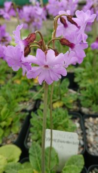 Primula yargonensis - 8cm pot 